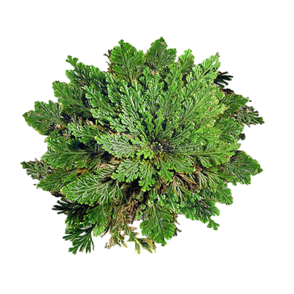 Rosa de Jericó - Imagen 2